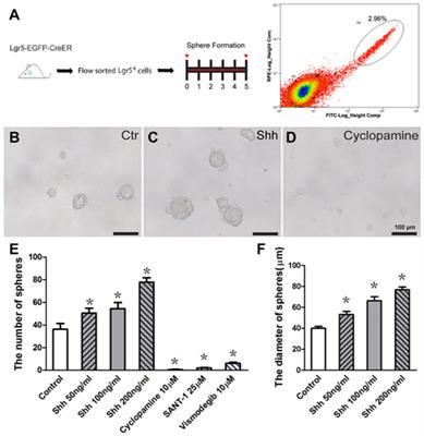 Hedgehog Signaling Promotes the Proliferation and Subsequent Hair Cell Formation of Progenitor Cells in the Neonatal Mouse Cochlea